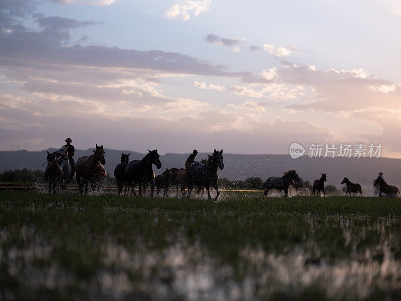 野马- Kayseri Erciyes山的野伊尔基马